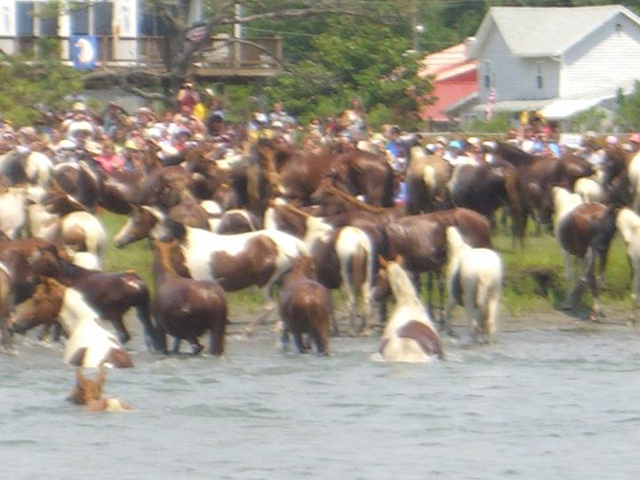 Chincoteague Pony Swim July 2007 066.JPG